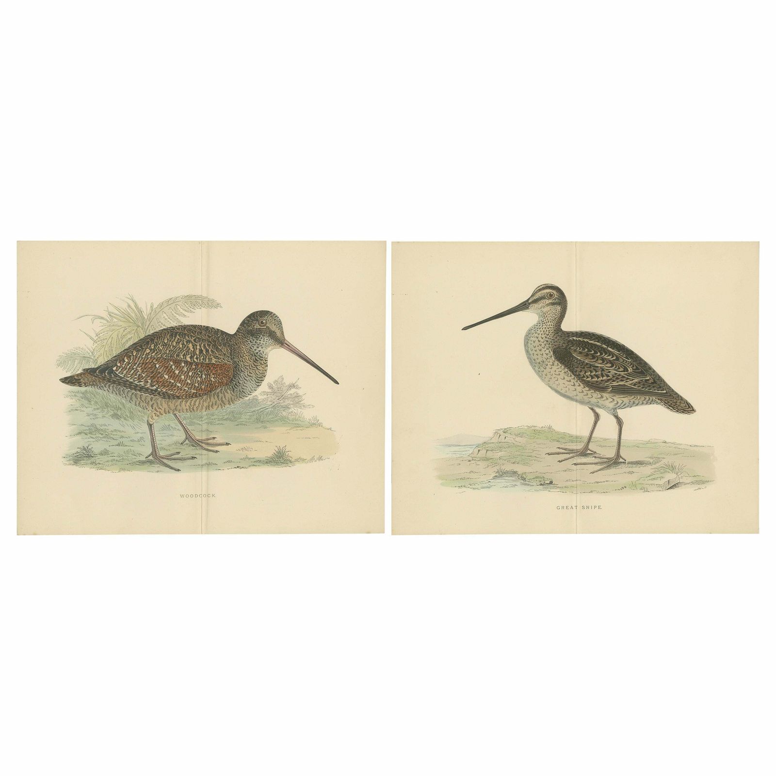 Set Of 2 Antique Prints Of A Woodcock And Great Snipe, 'With Centre Fold'