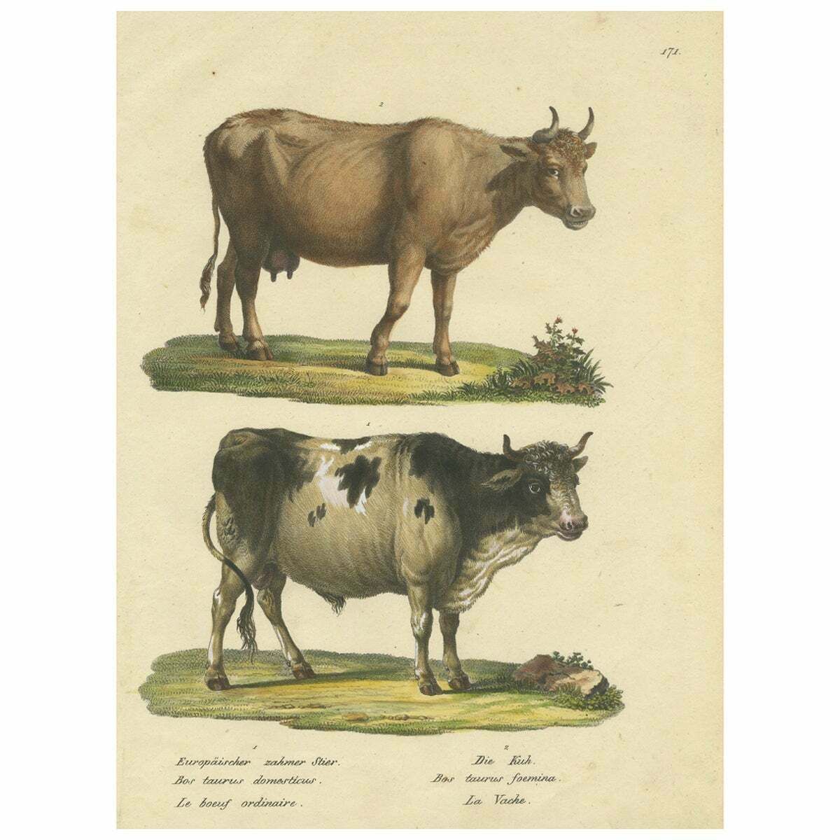 Antique Hand Colored Print Of A European Bull And Cow