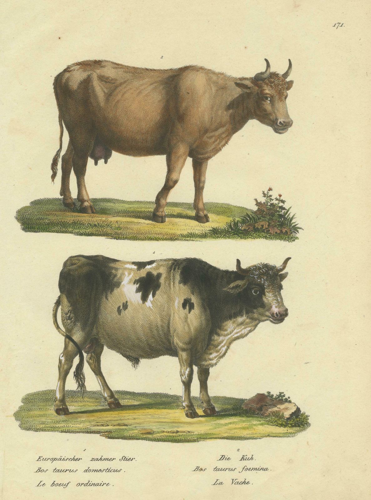 Antique Hand Colored Print Of A European Bull And Cow photo for sale