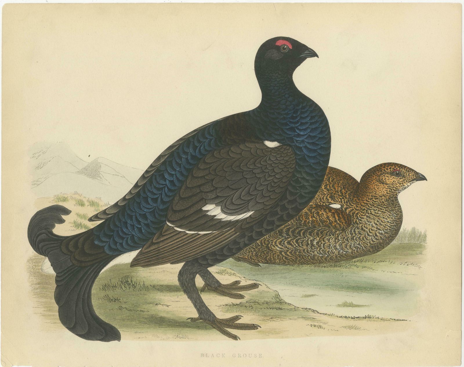 Set Of 2 Antique Prints Of A Black Grouse And Red Grouse photo furniture