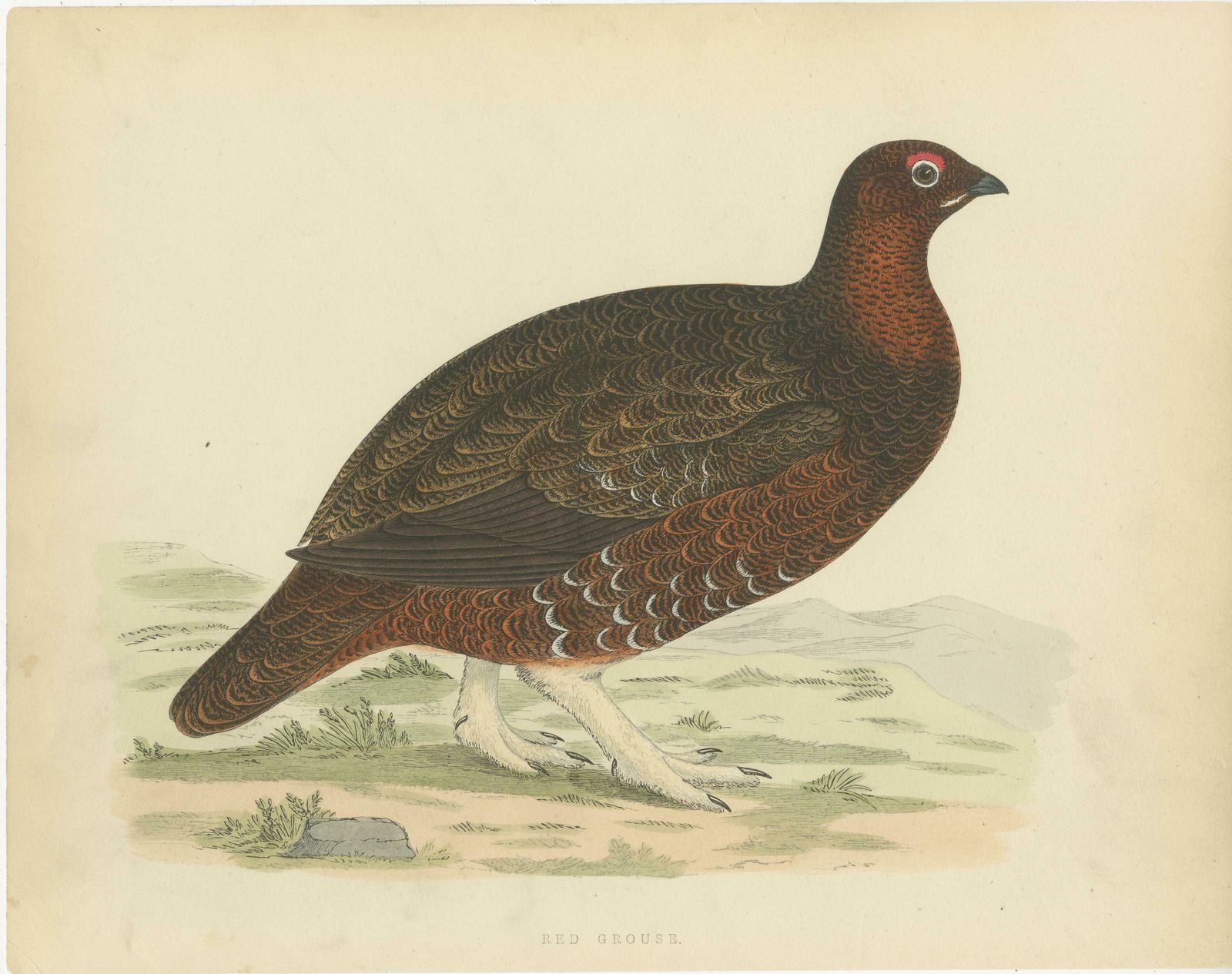 Set Of 2 Antique Prints Of A Black Grouse And Red Grouse photo for sale