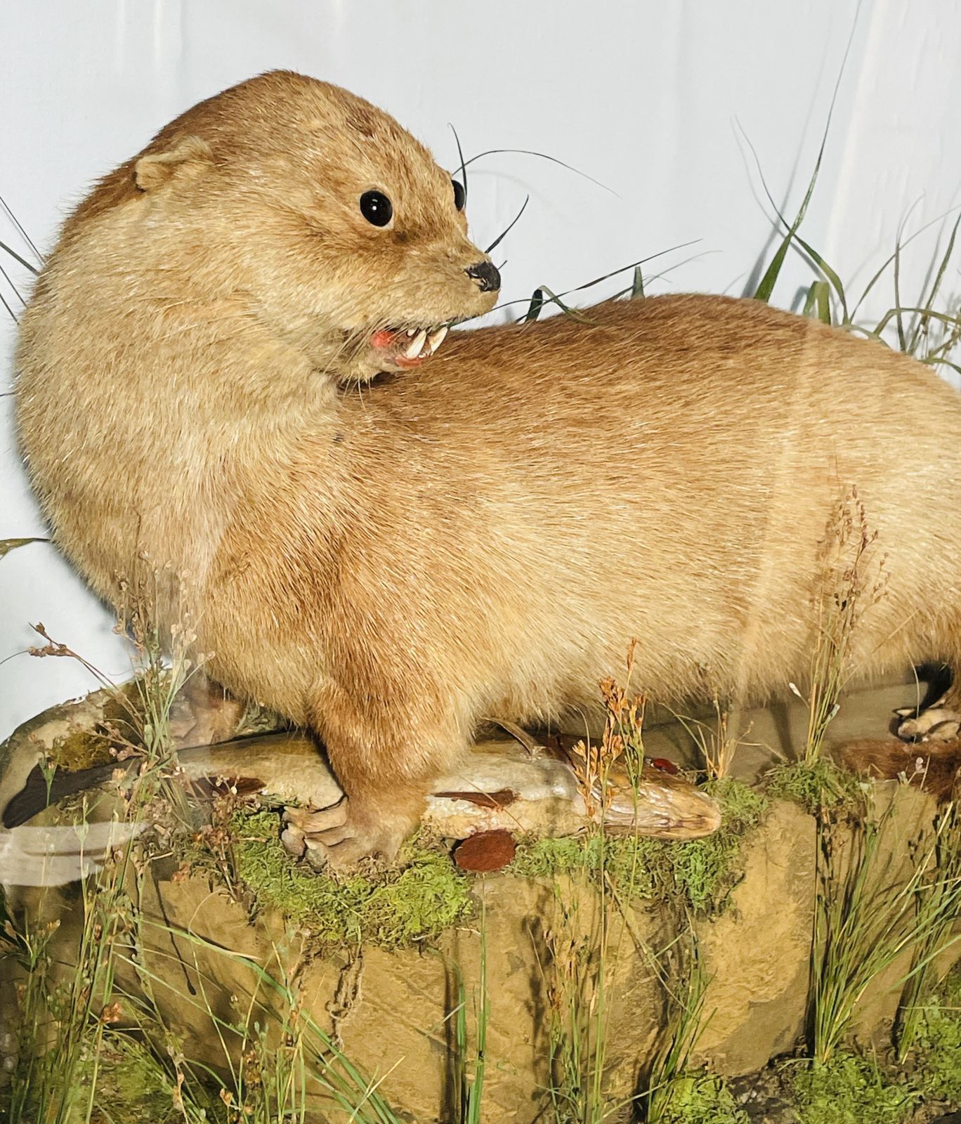 Fine Quality Taxidermy Cased Otter By J Dobson photo vinterior