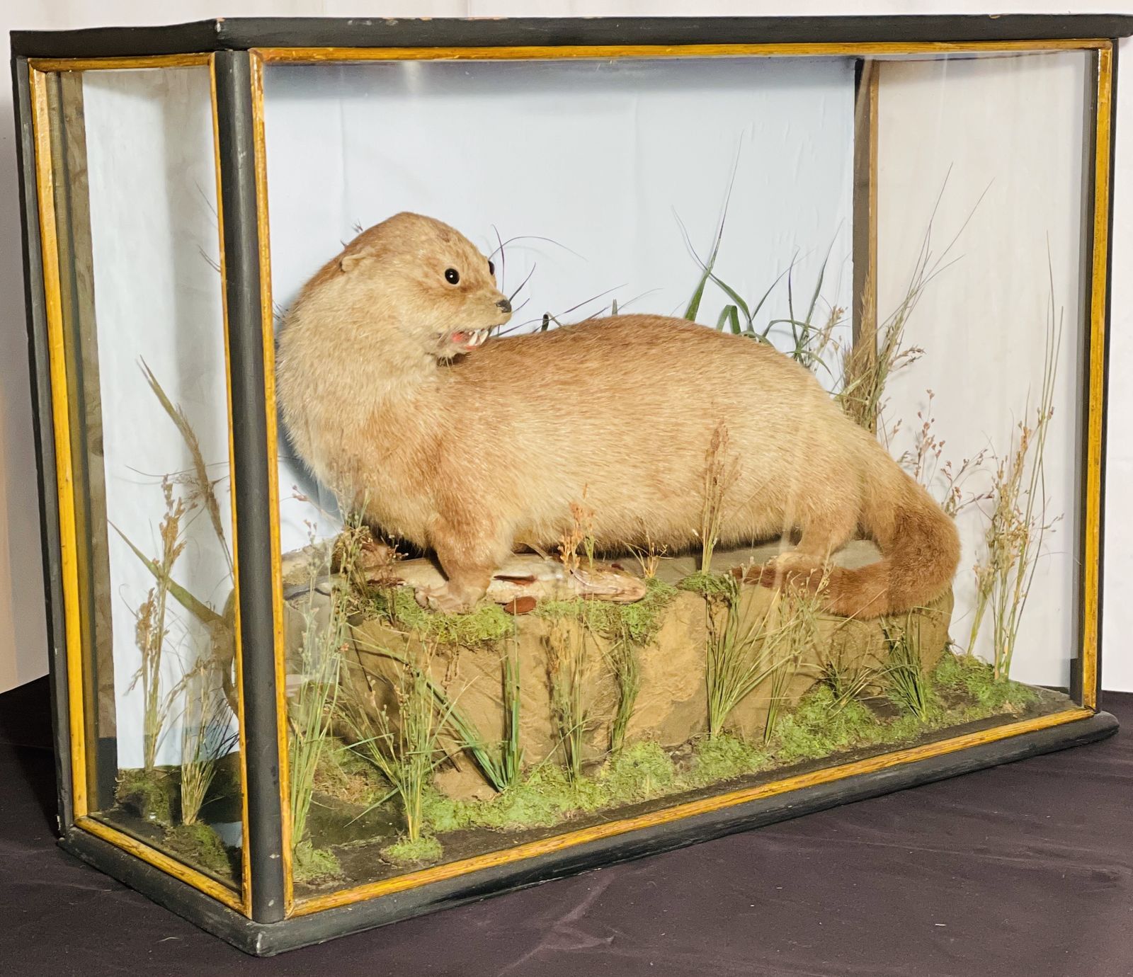 Fine Quality Taxidermy Cased Otter By J Dobson photo vintage