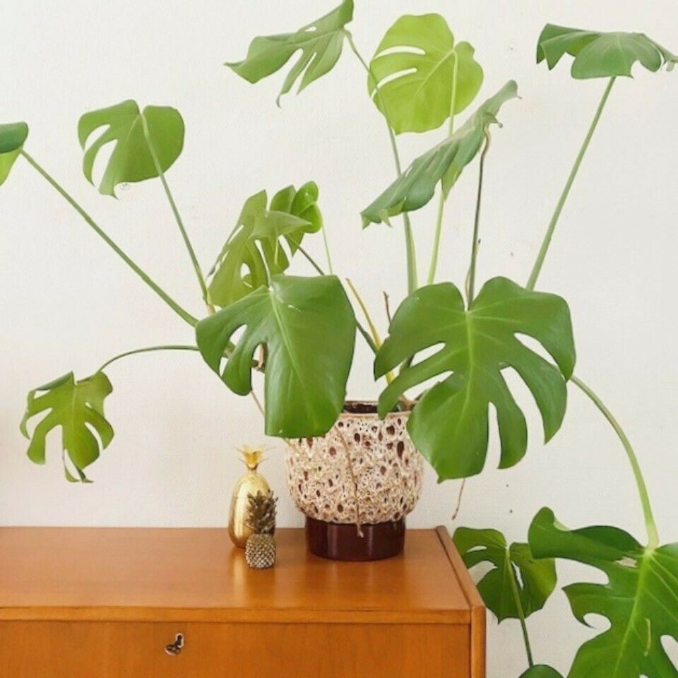 Xl Flower Pot Ceramic Fat Lava West Germany Style Brown White photo vinterior