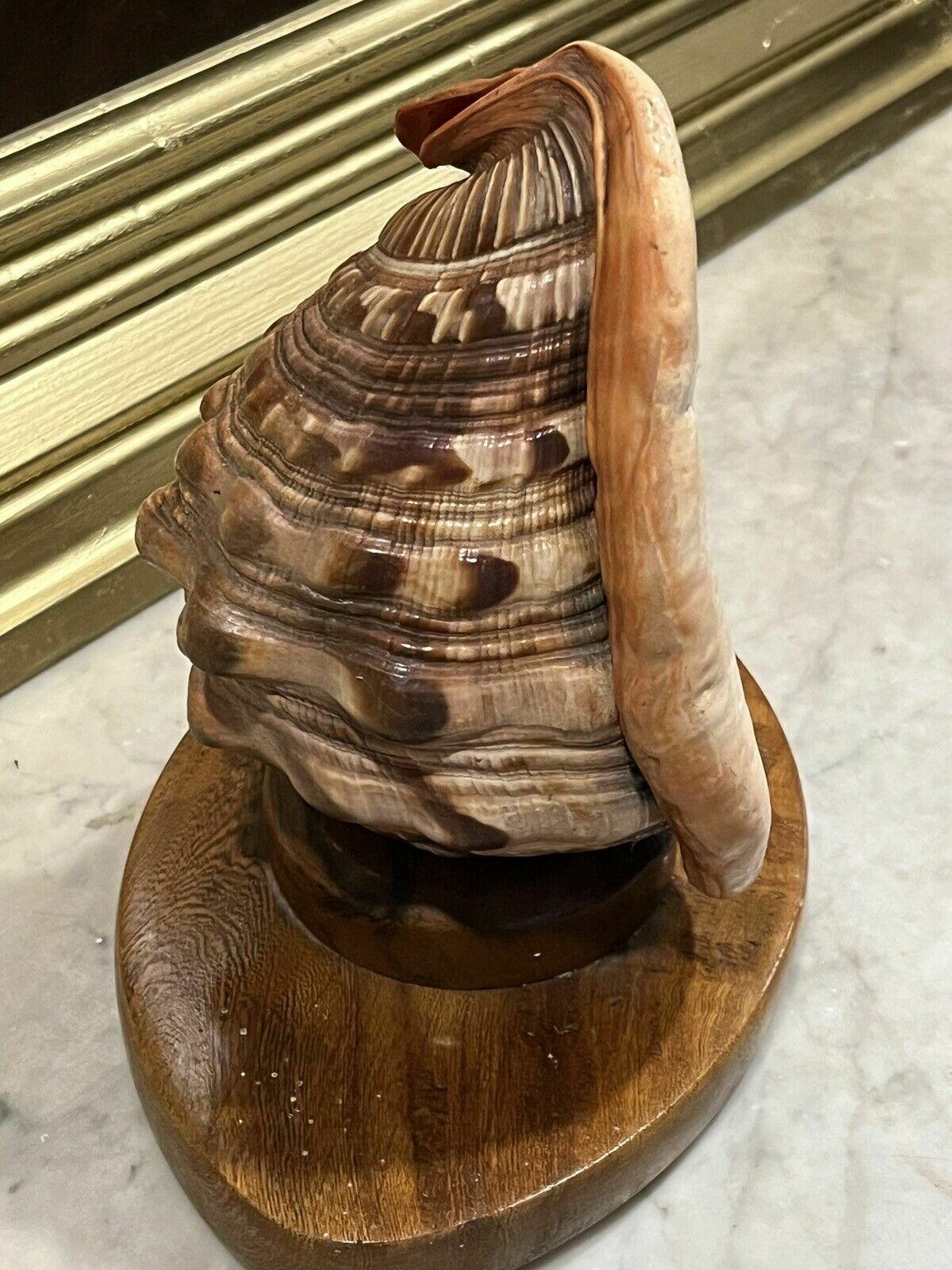 1950's Conch She'll Lamp Night  Mood Light photo furniture