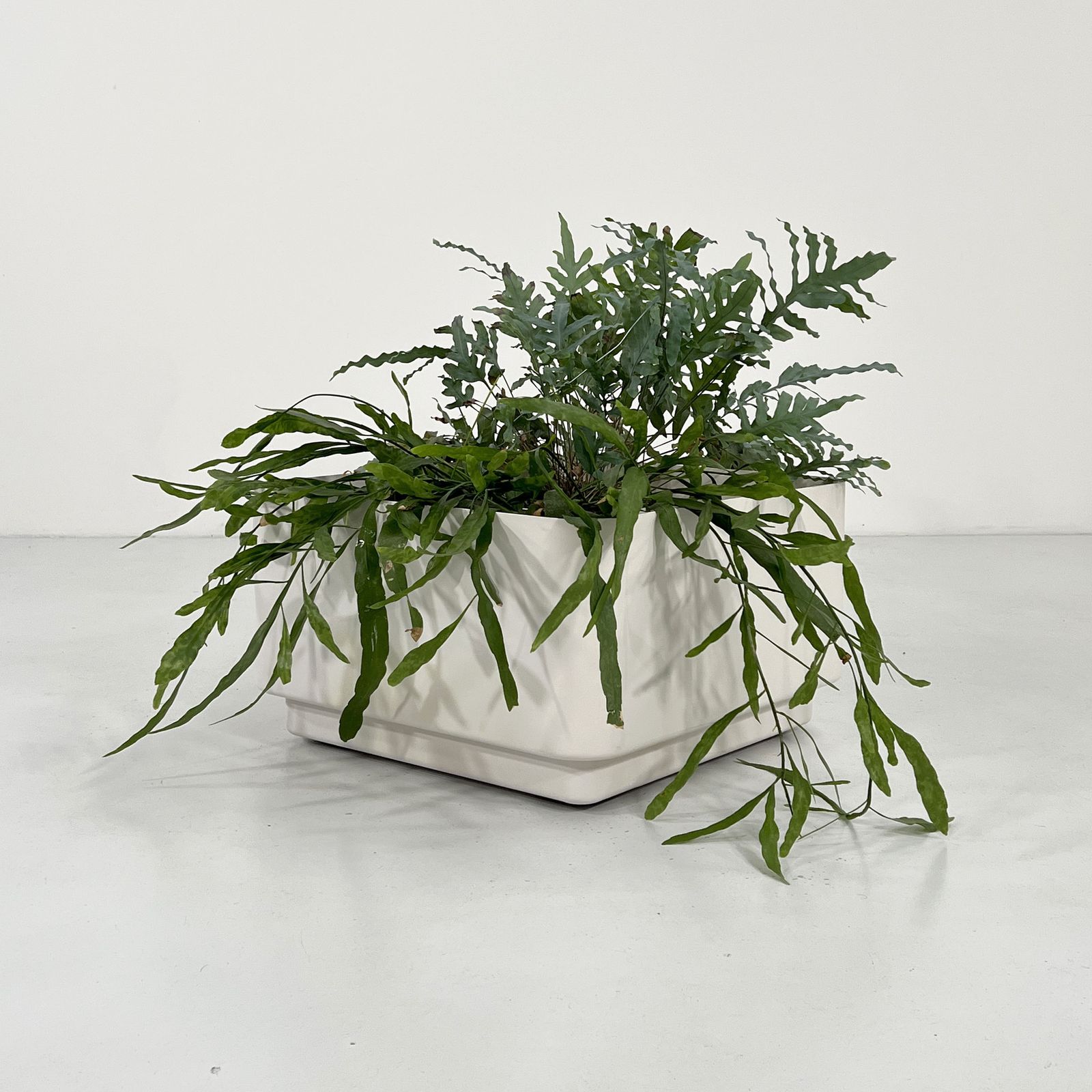 Large White Planter On Wheels Model 4686 By Anna Castelli For Kartell, 1970s photo furniture