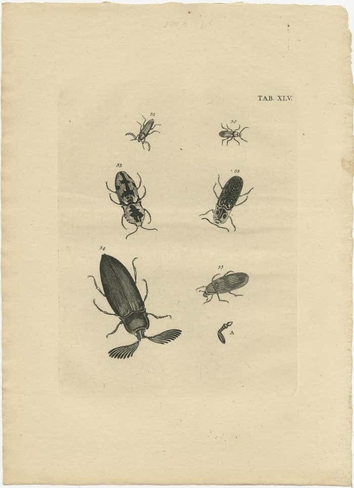 Set Of 5 Antique Prints Of Various Beetles photo 603.0
