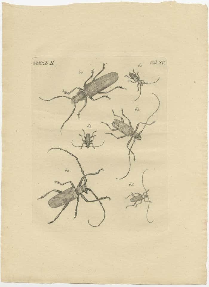 Set Of 2 Antique Prints Of Various Beetles photo for sale