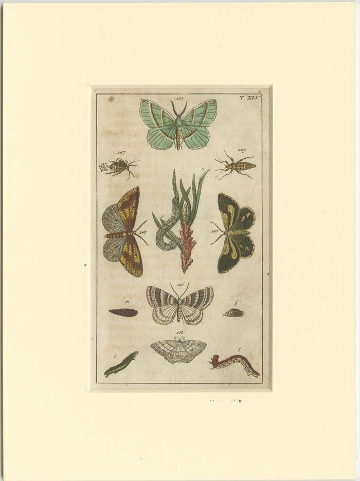 Set Of 6 Antique Butterfly Prints Also Showing Caterpillars And Pupae photo 482.0