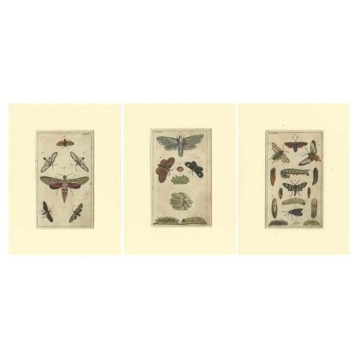Set Of 3 Antique Butterfly Prints Also Showing Caterpillars And Pupae