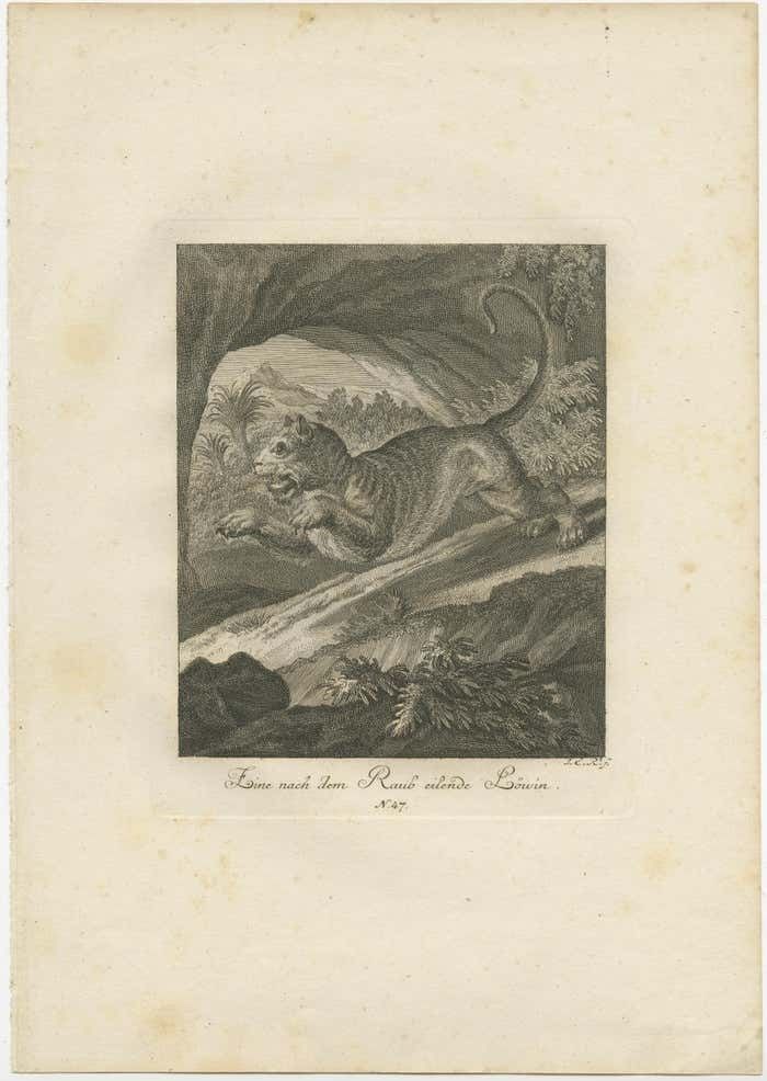 Set Of 2 Antique Prints Of A Lioness Hunting And Resting photo for sale