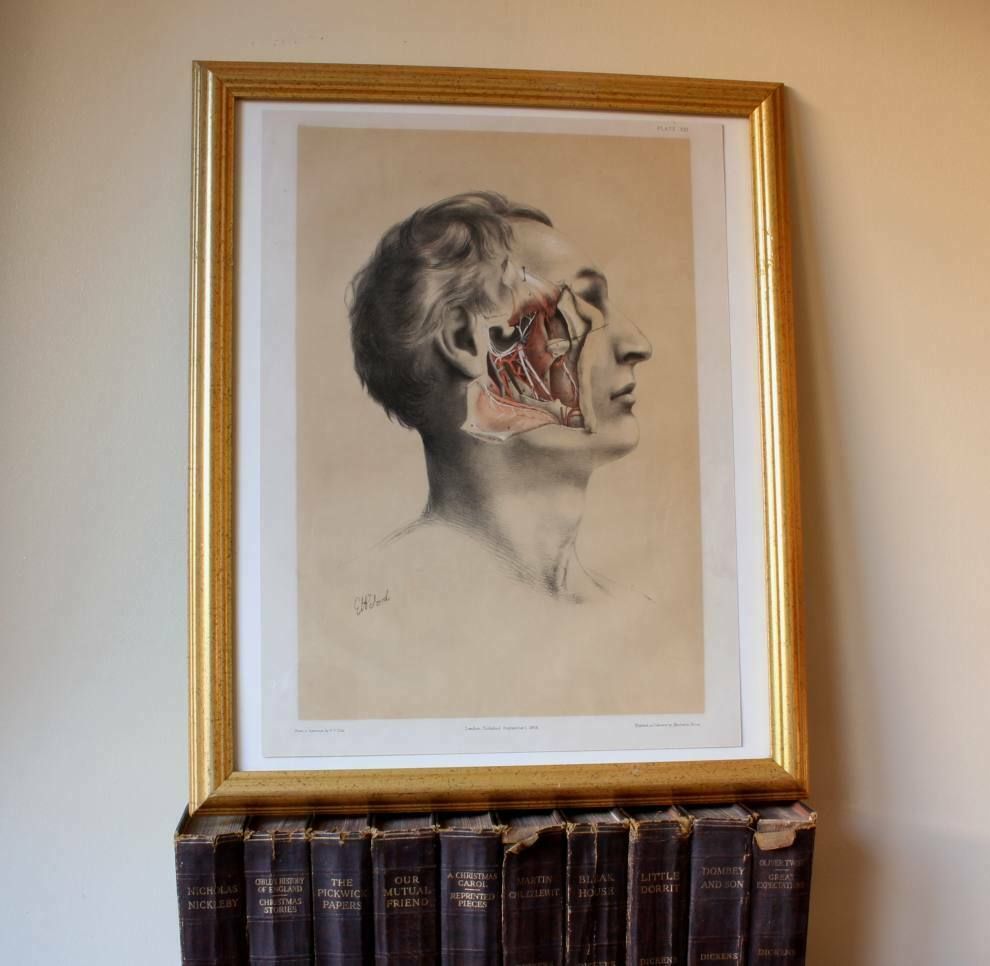 G Ellis 1864 Illustration Of Dissection The Face. Anatomy Lithograph photo furniture