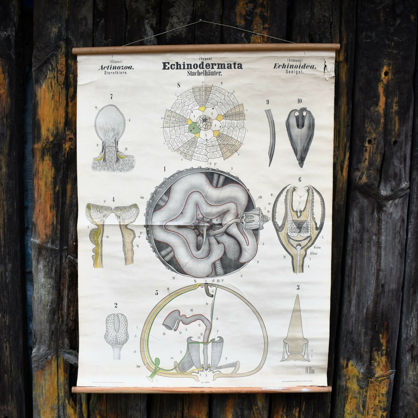 Antique 1890 N81 Leuckart Nitches Fischer Sea Urchin Scientific Chart Poster