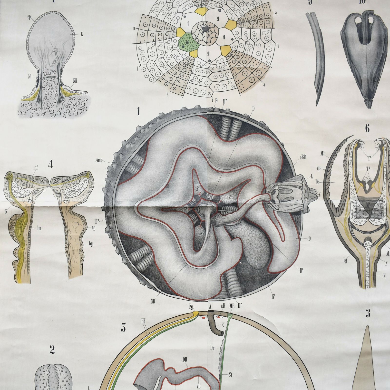 Antique 1890 N81 Leuckart Nitches Fischer Sea Urchin Scientific Chart Poster photo for sale