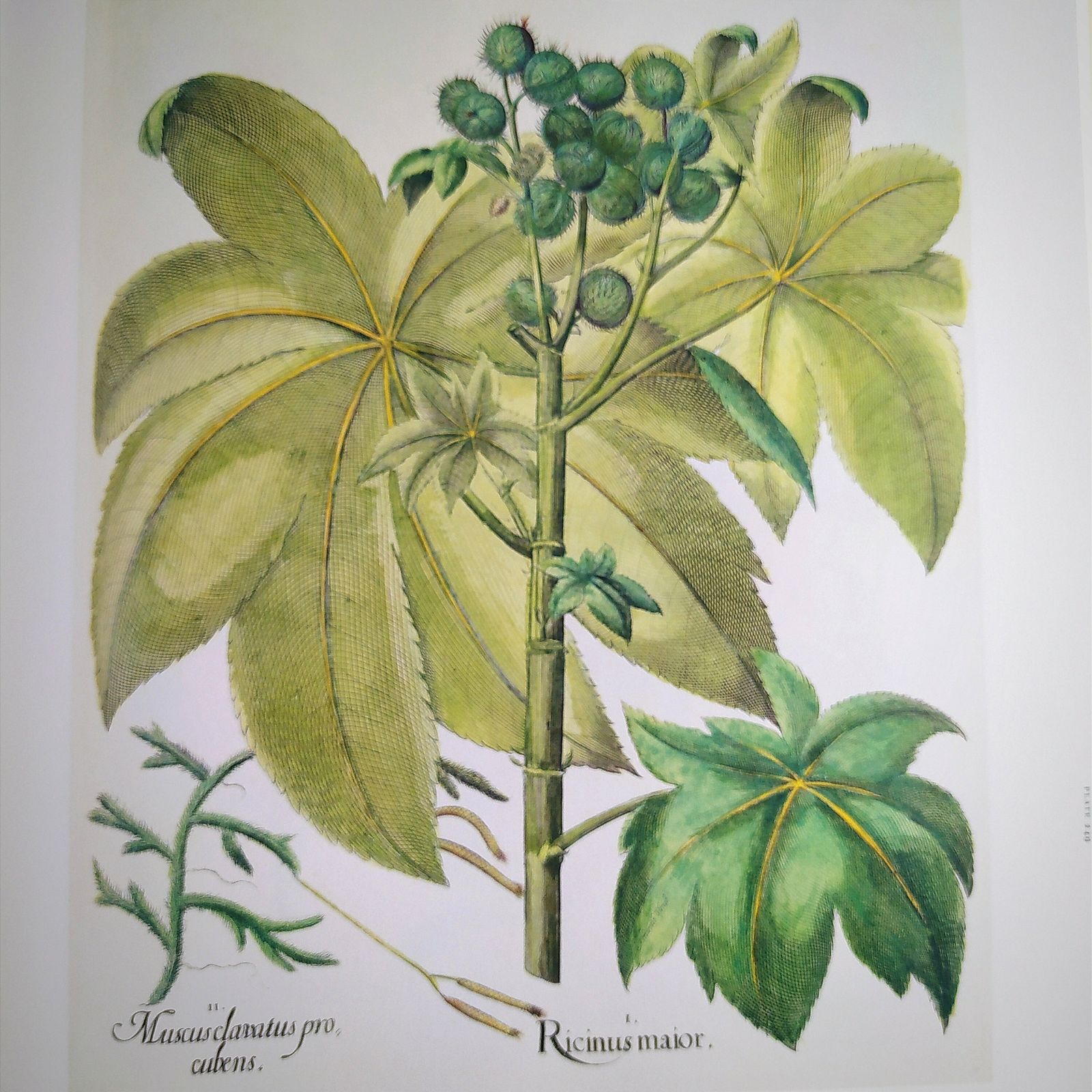 1st.Edition Botanical Book.Tha Garden At Eichstatt Botanical Illustration Book photo Home Decor