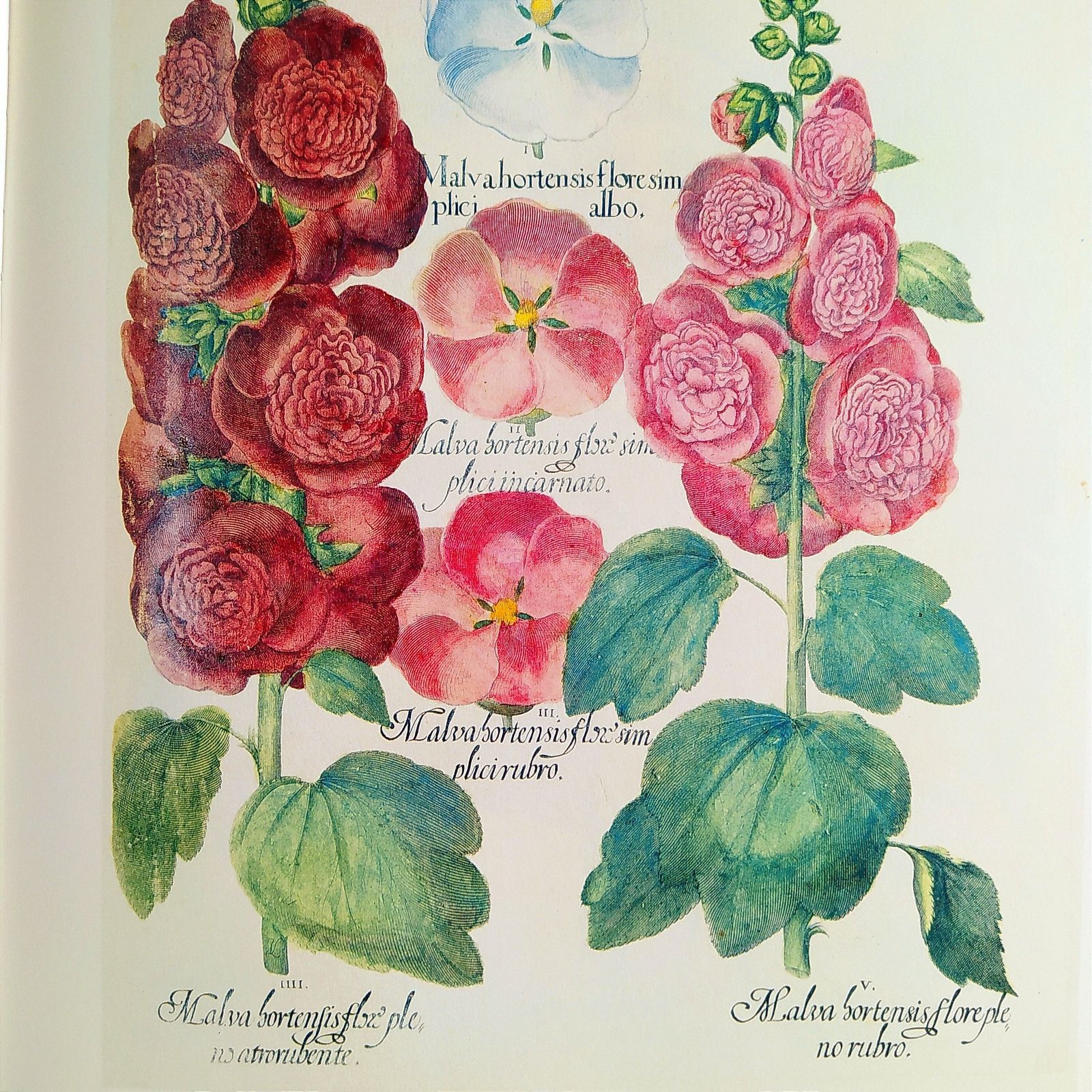 1st.Edition Botanical Book.Tha Garden At Eichstatt Botanical Illustration Book photo 177.0