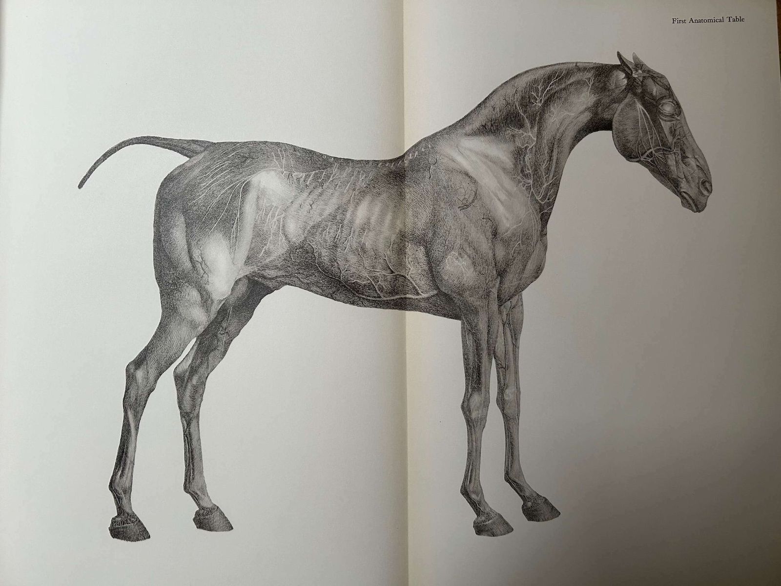 George Stubbs   Anatomy Of The Horse 1938 photo 595.0