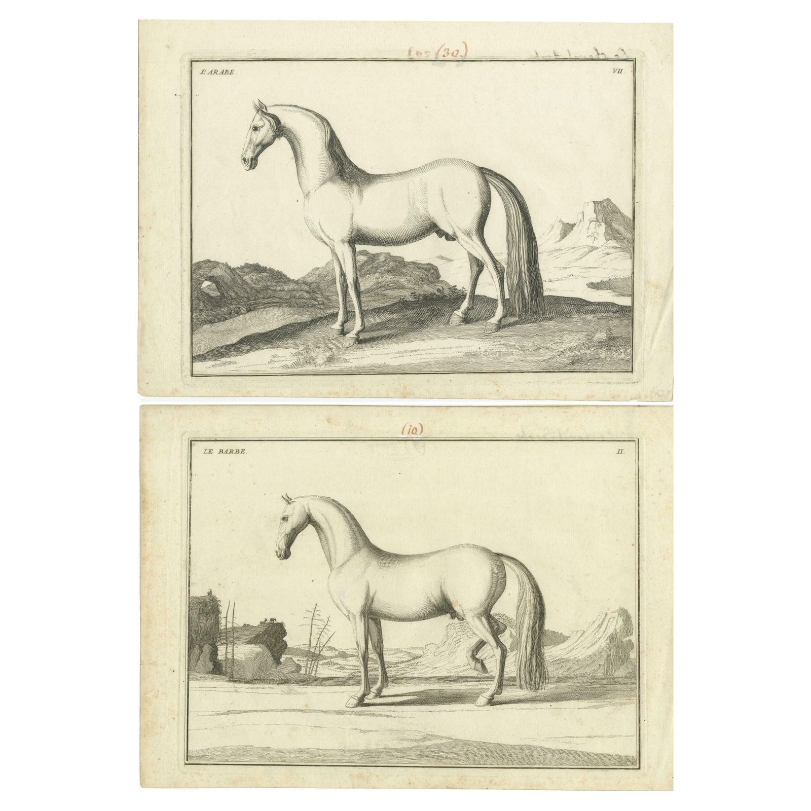 Set Of 2 Antique Horse Prints: L'arabe & Le Barbe