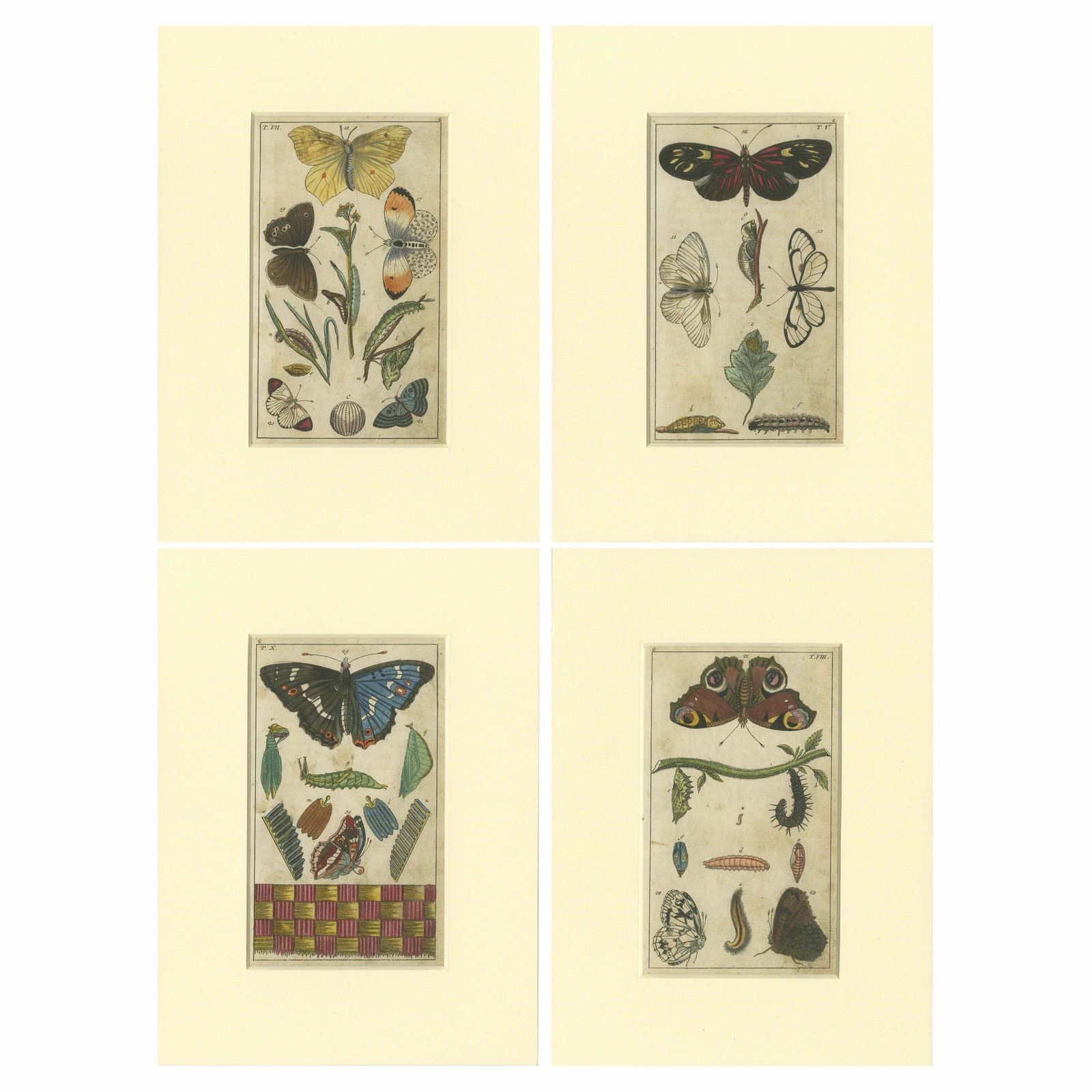 Set Of 4 Antique Butterfly Prints Also Showing Caterpillars And Pupae