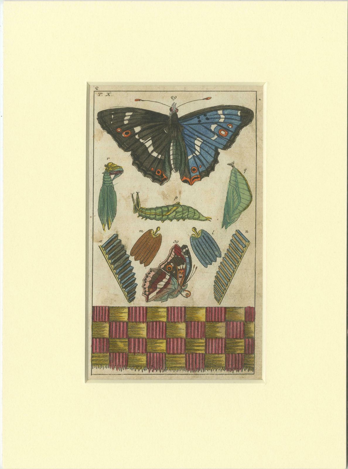 Set Of 4 Antique Butterfly Prints Also Showing Caterpillars And Pupae photo 413.0