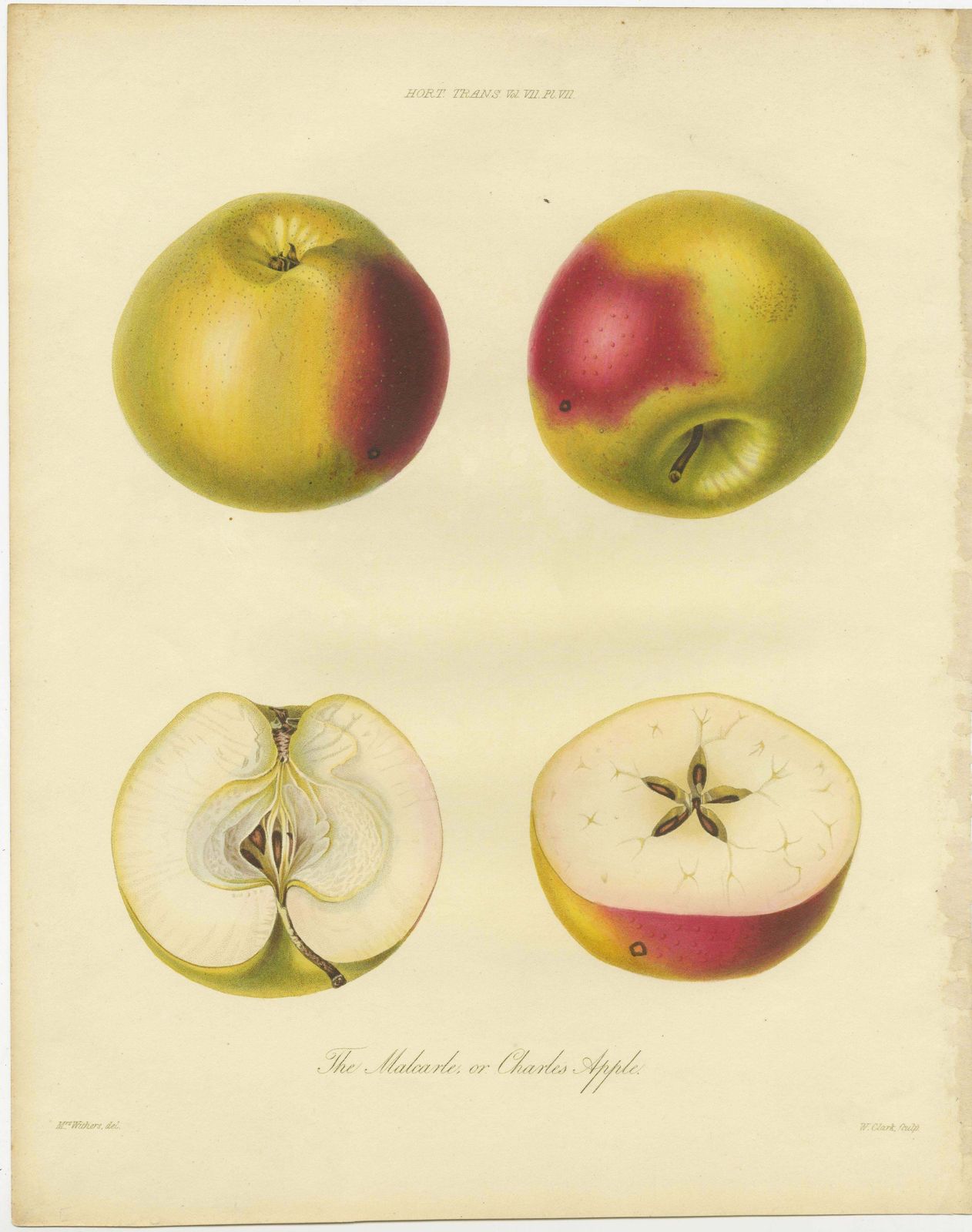 Set Of 2 Original Antique Prints Of Various Pears And Apples photo for sale