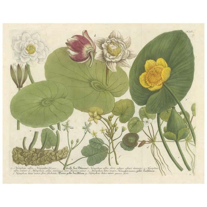 Aquatic Elegance: Water Lilies And Pond Plants In 18th Century Engraving, 1748