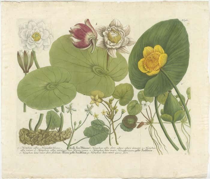 Aquatic Elegance: Water Lilies And Pond Plants In 18th Century Engraving, 1748 photo furniture