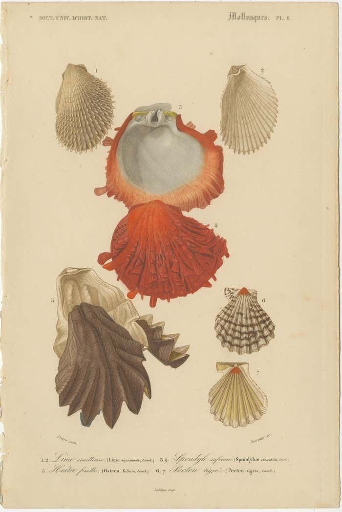 Aquatic Elegance: Molluscan Diversity Illustrated And Hand Colored In 1849 photo for sale