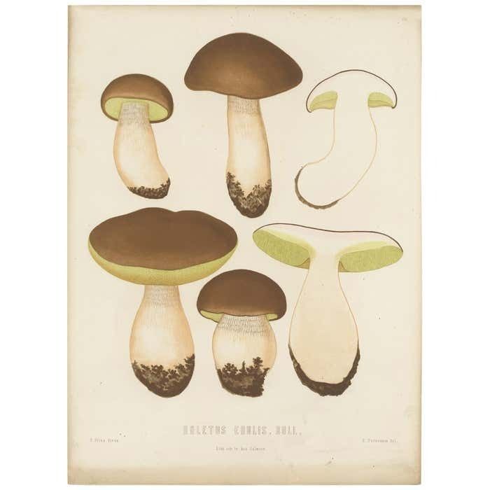Antique Mycology Print Of Boletus Edulis By E.M. Fries, Circa 1860