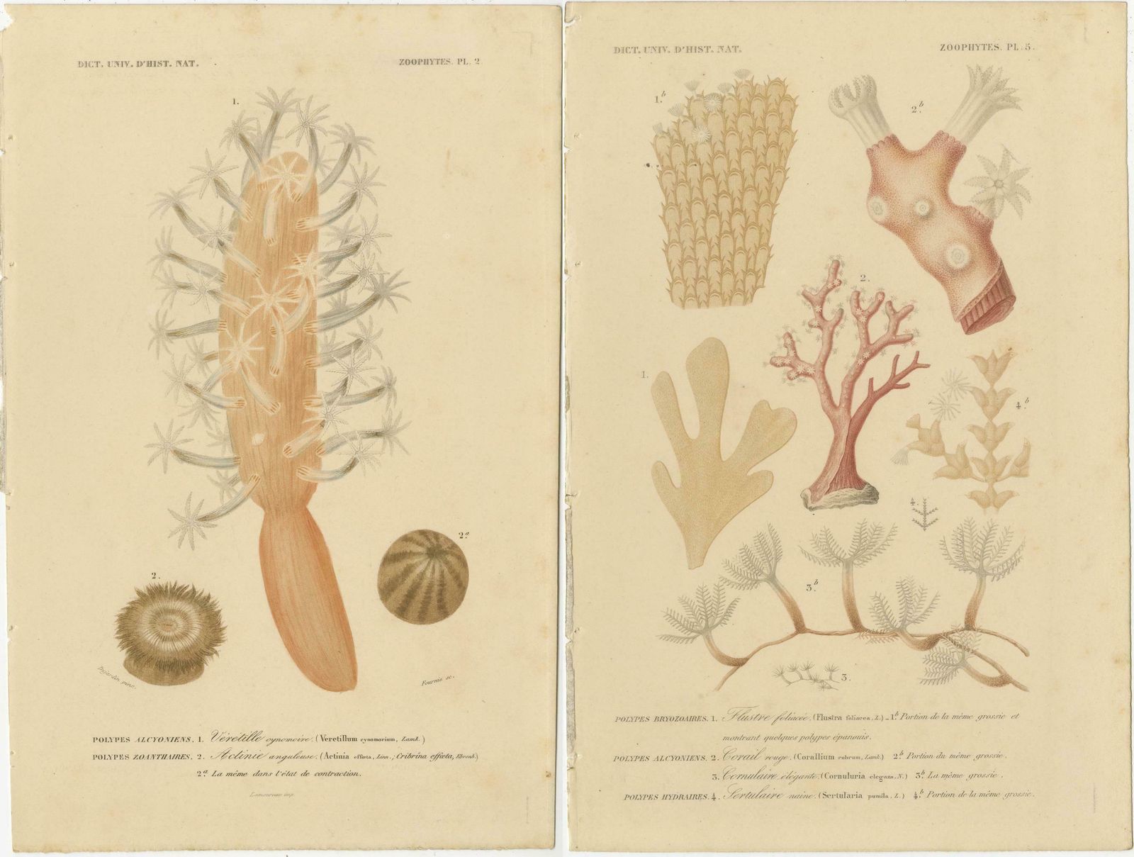Marine Splendor: Hand Colored Zoophytes Of The 19th Century photo Art