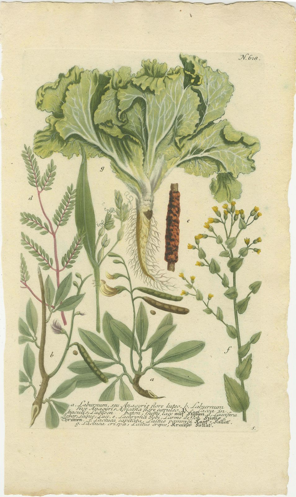 Botanical Splendor: Laburnum And Florae In 18th Century Etching, 1748 photo furniture