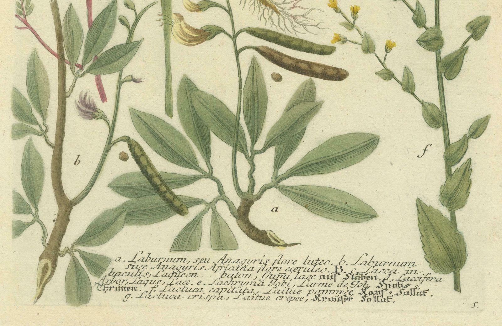Botanical Splendor: Laburnum And Florae In 18th Century Etching, 1748 photo Art