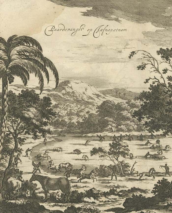 Antique Print Of Horse Catching In Ceylon/Sri Lanka By P. Baldaeus (1672) photo for sale