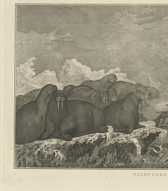 Antique Print Of Shooting Walruses By Cook, 1803 photo for sale