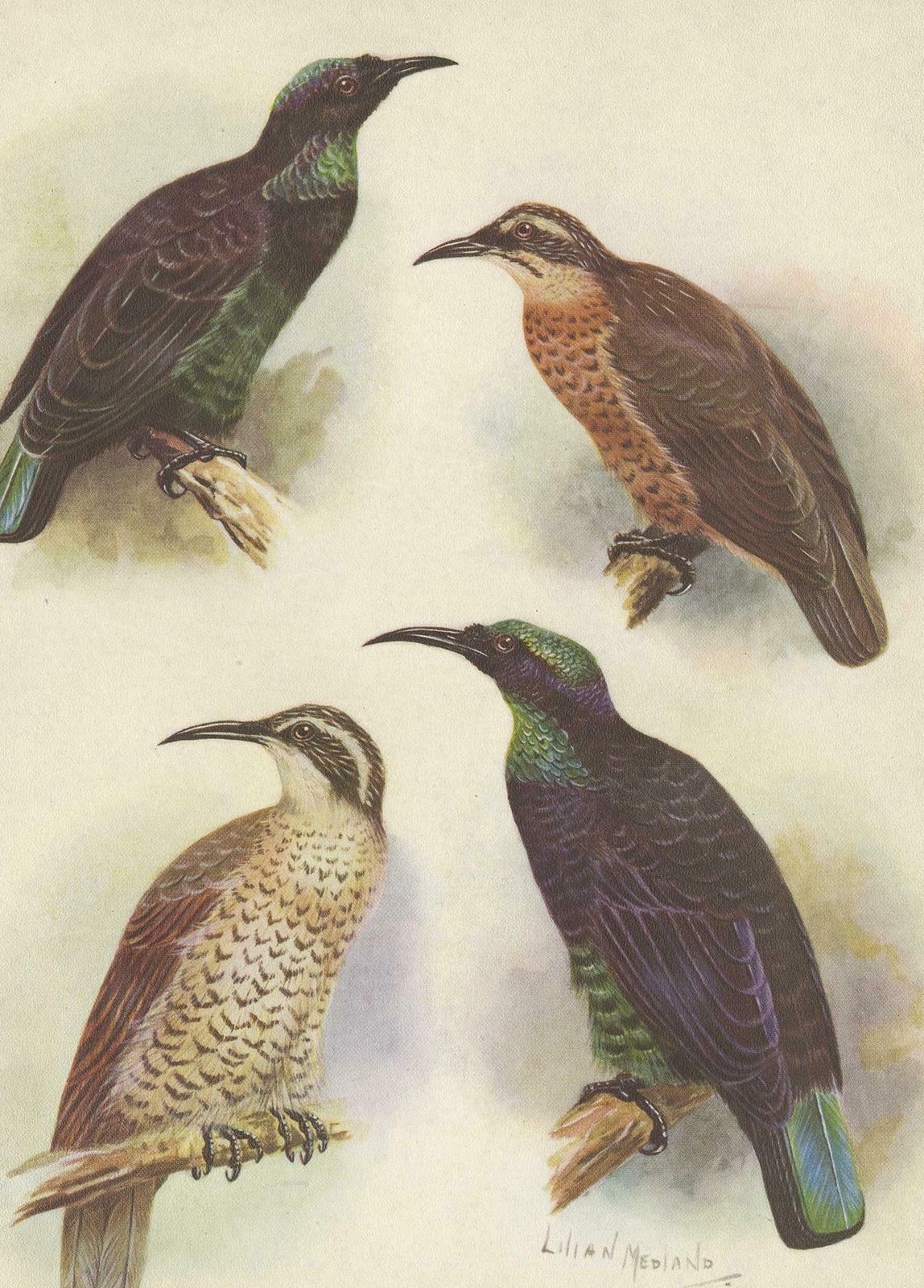 Antique Print Of The Queen Victoria Rifle Bird And The Rifle Bird, 1950 photo Art