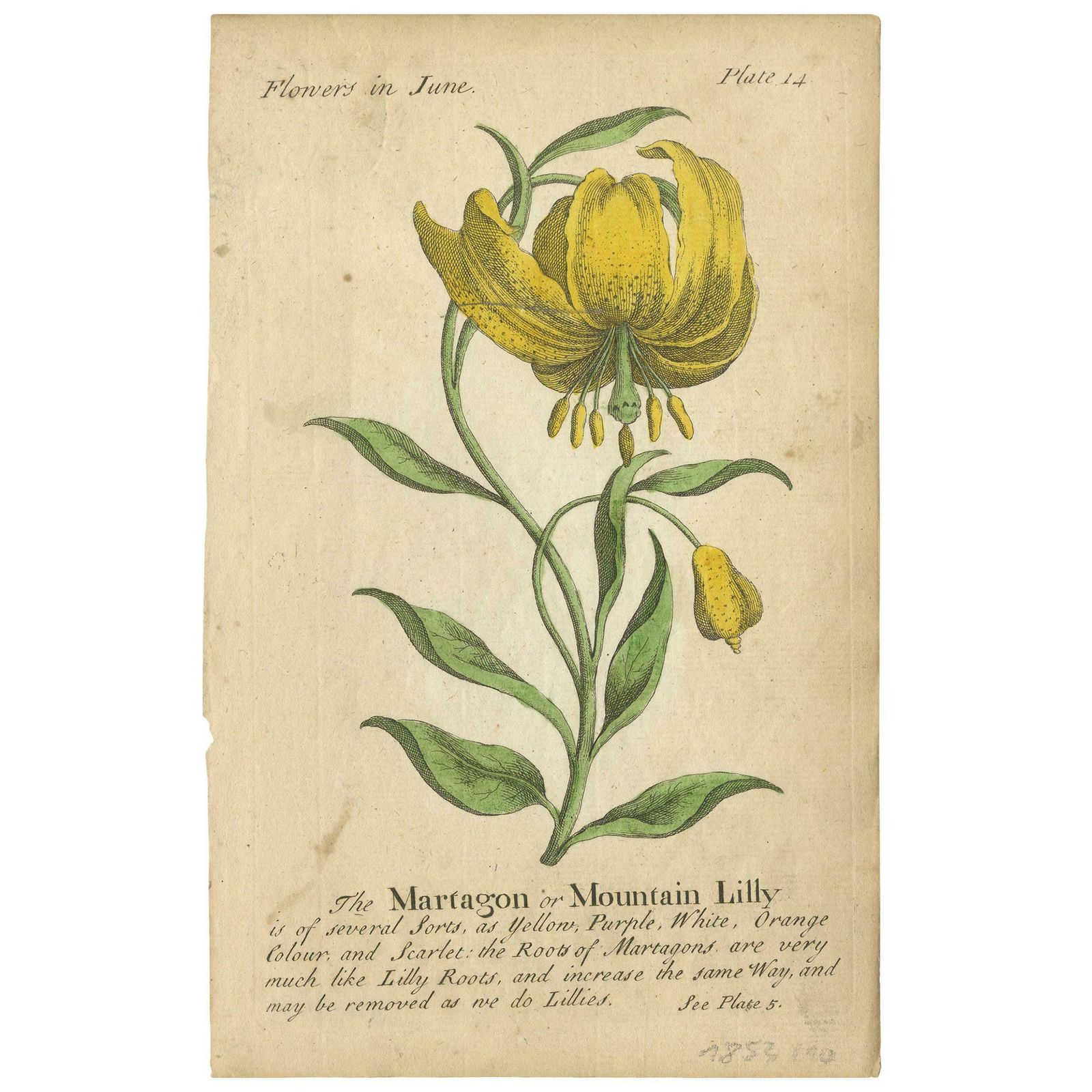 Antique Print Of The Mountain Lily And Rosa Mundi, 1747 photo furniture