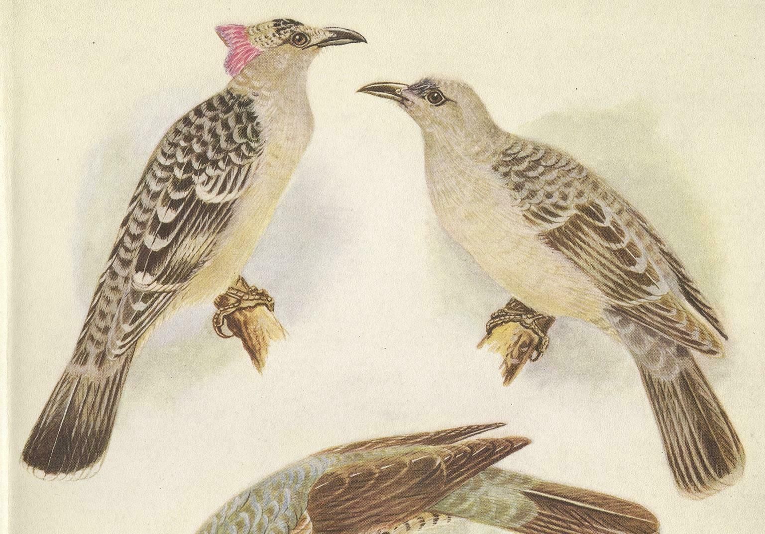 Antique Print Of The Great Bower Bird And The Satin Bower Bird '1950' photo furniture