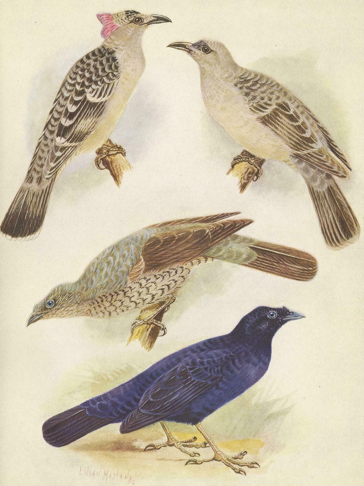 Antique Print Of The Great Bower Bird And The Satin Bower Bird '1950' photo Art