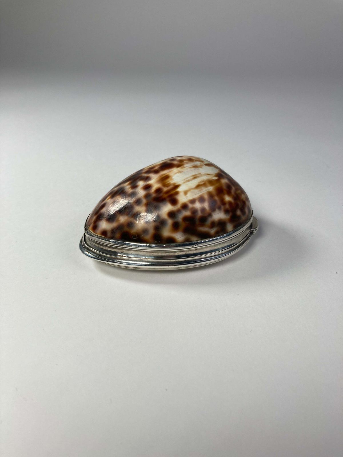 Aeneas Ryan Silver Cowrie Shell Snuff Box photo Home Decor