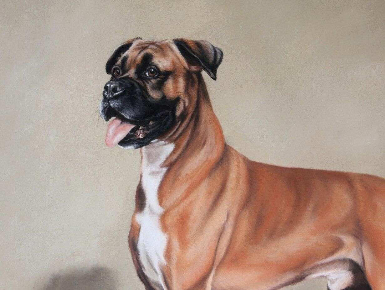 Boxer Dog Pastel Painting By Karen Herbert Animal Artist photo 120.0