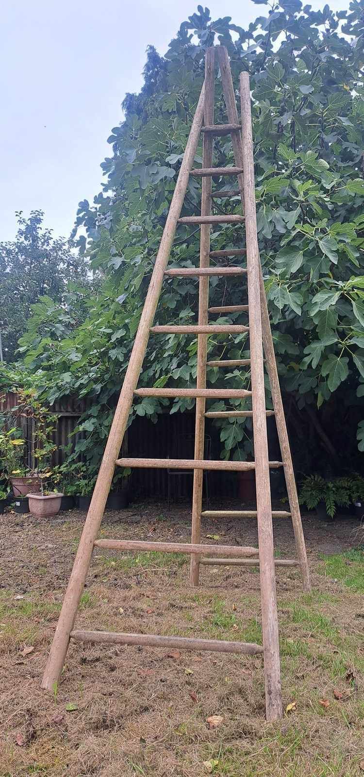 Single French 3 Metre Tall Orchard Ladder