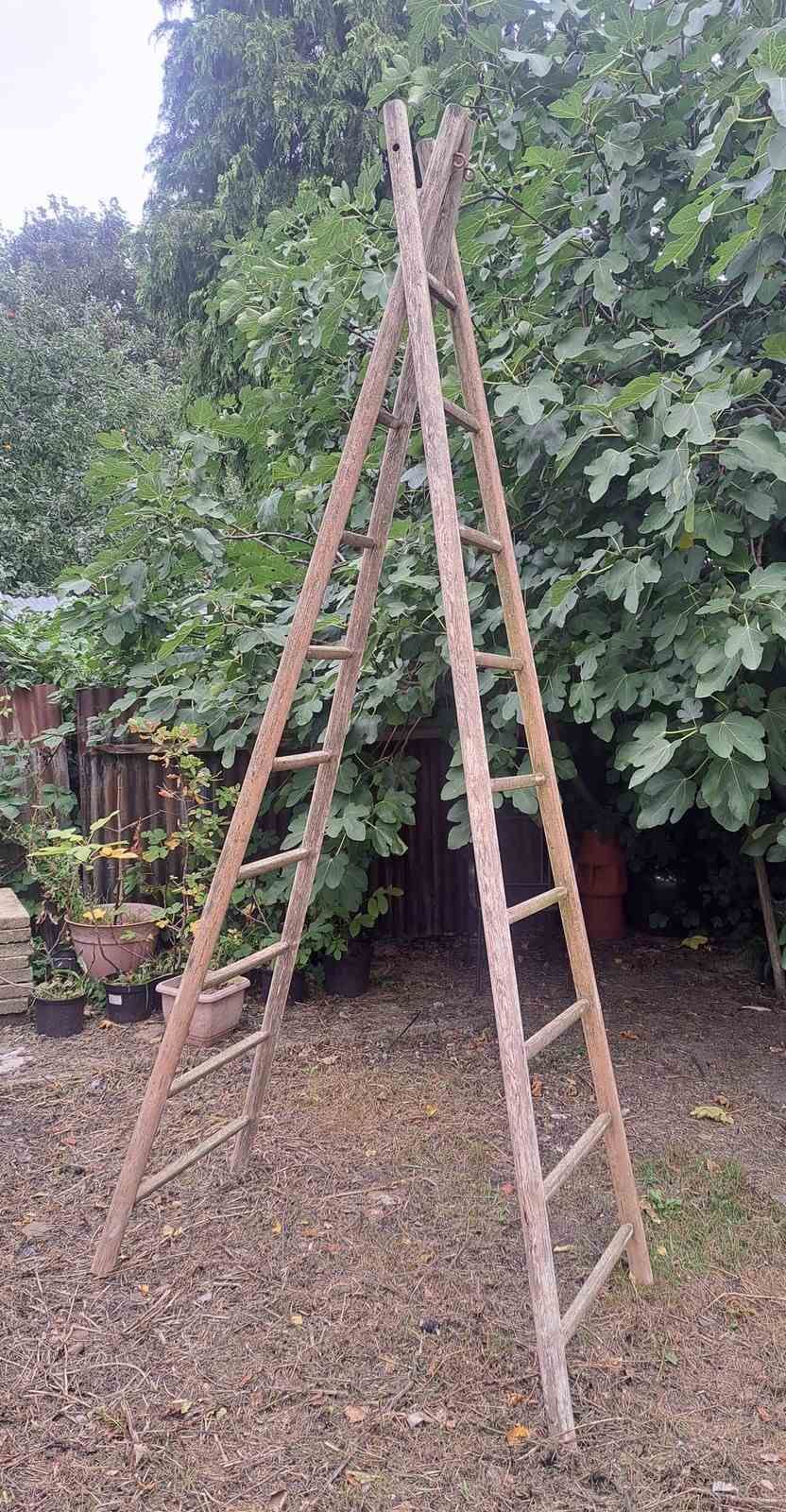 Single French 3 Metre Tall Orchard Ladder photo for sale