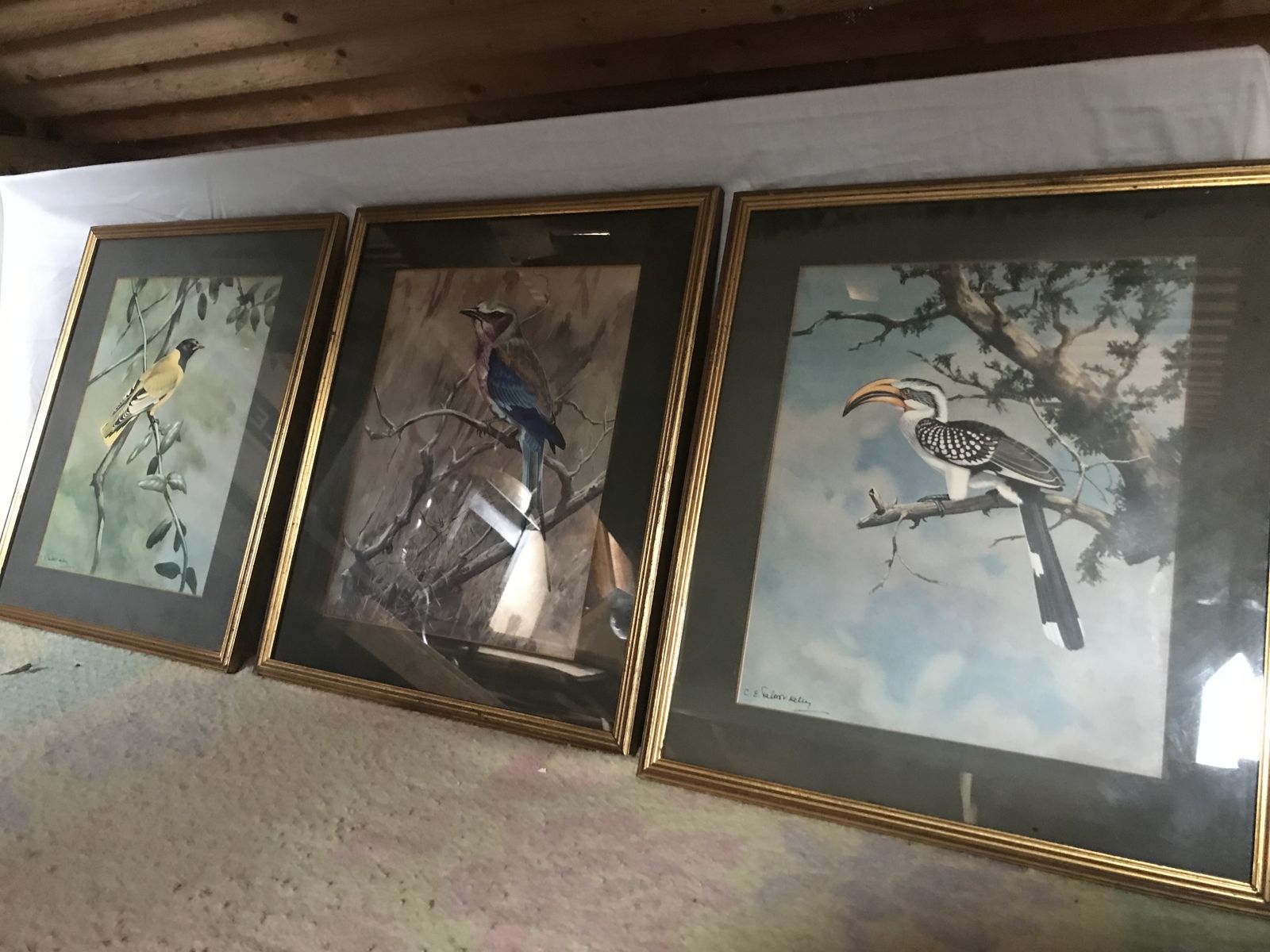 Chloe Elizabeth Talbot Kelly Watercolours Of Birds ( Very Rare ).