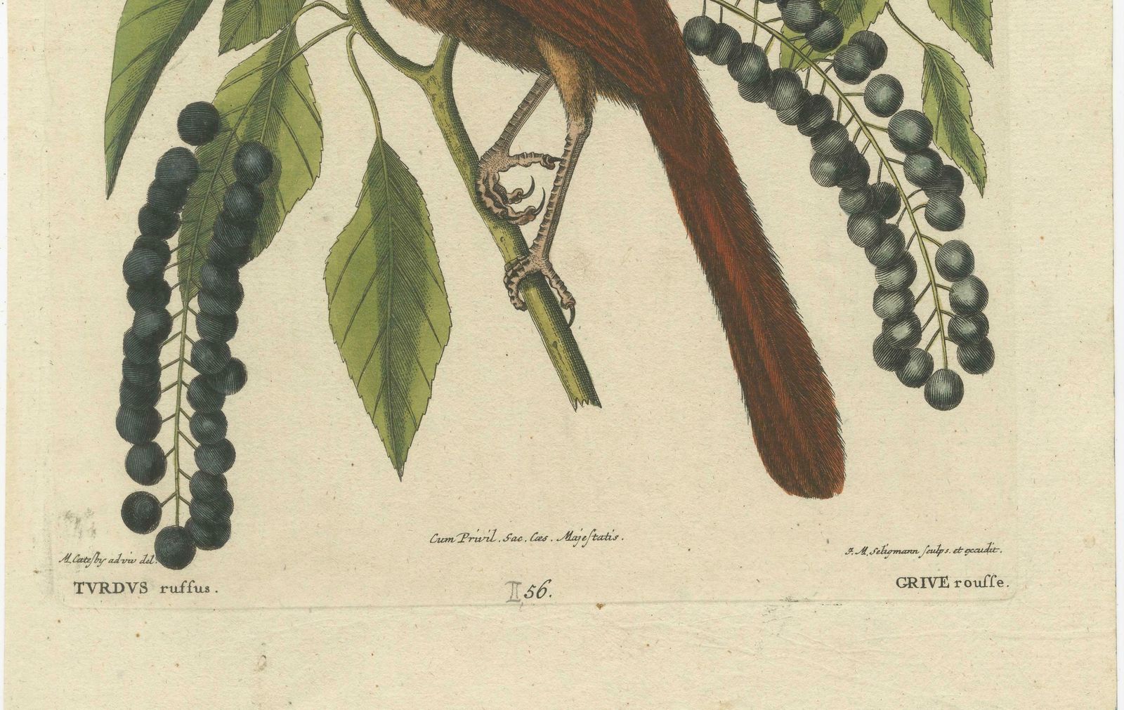 Original Antique Hand Colored Engraving Of The Fox Colored Thrush, 1749 photo for sale