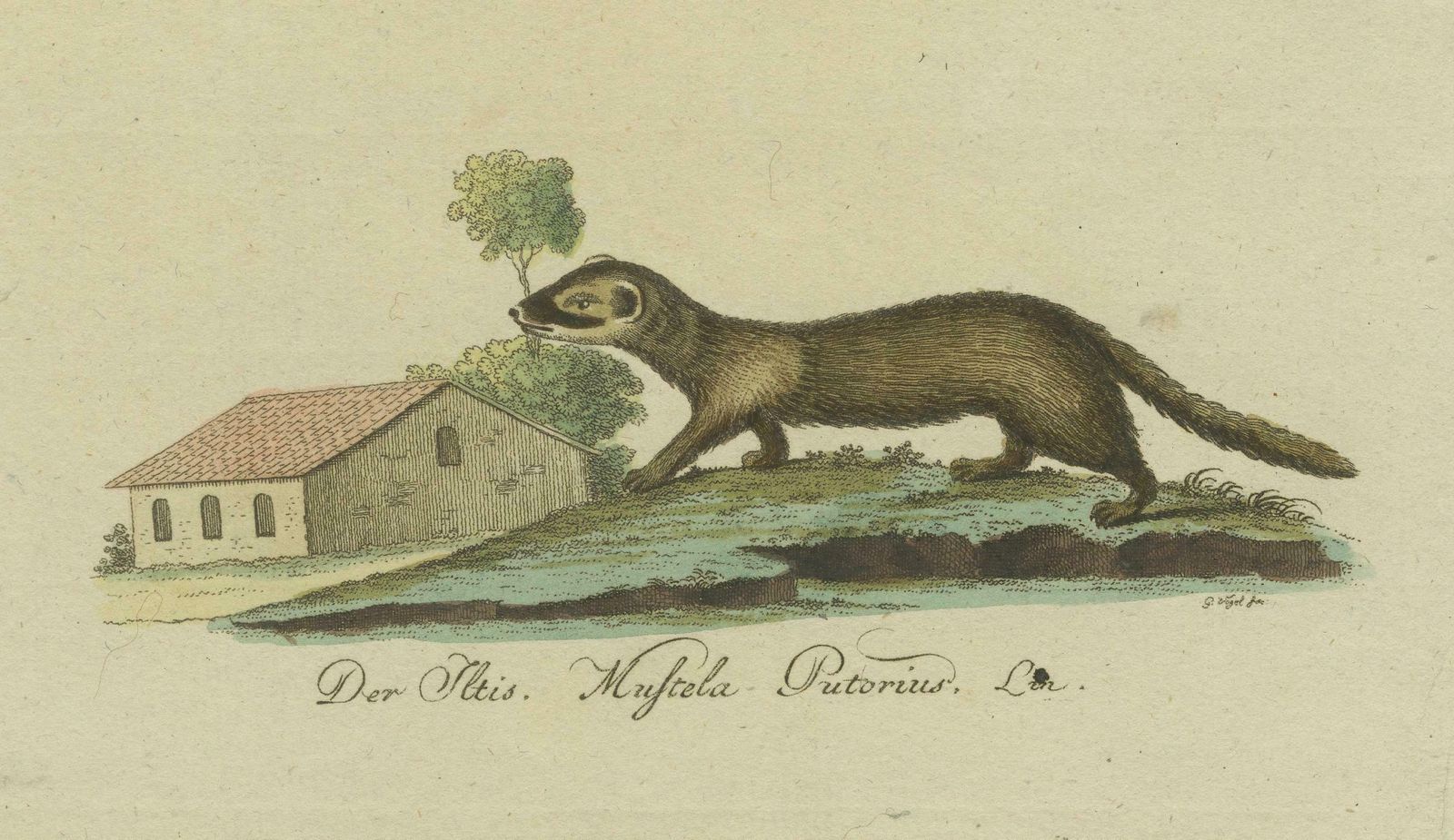 The European Pine Marten And The Polecat Meticulously Illustrated, Circa 1775 photo 174.0