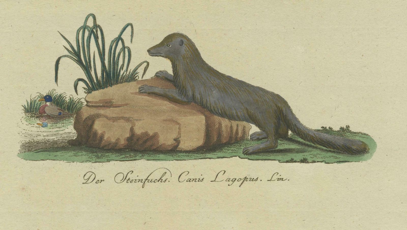 The European Pine Marten And The Polecat Meticulously Illustrated, Circa 1775 photo vinterior