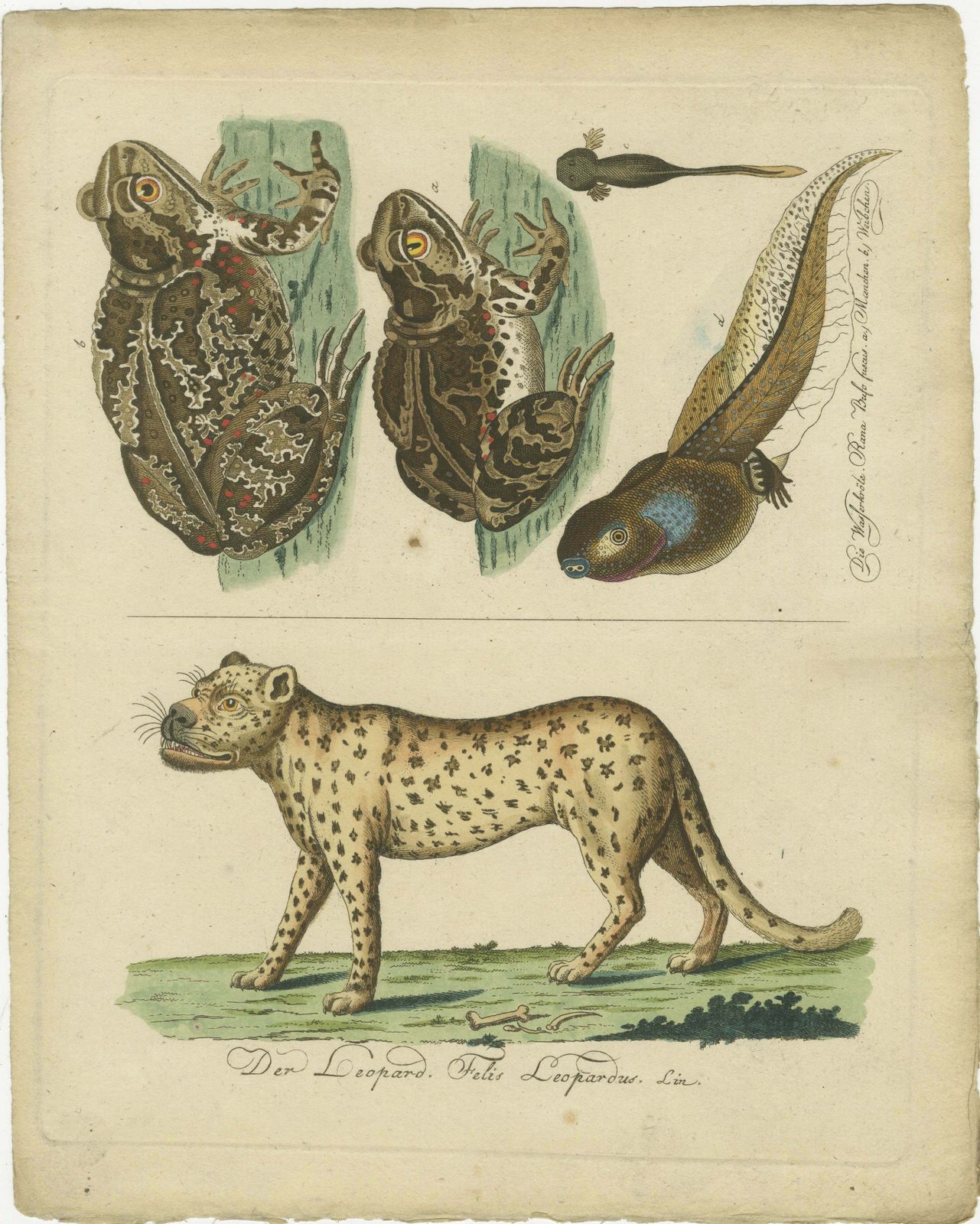 Natural History Illustrations: Amphibians, Reptiles, And Mammals, 1793 photo vinterior