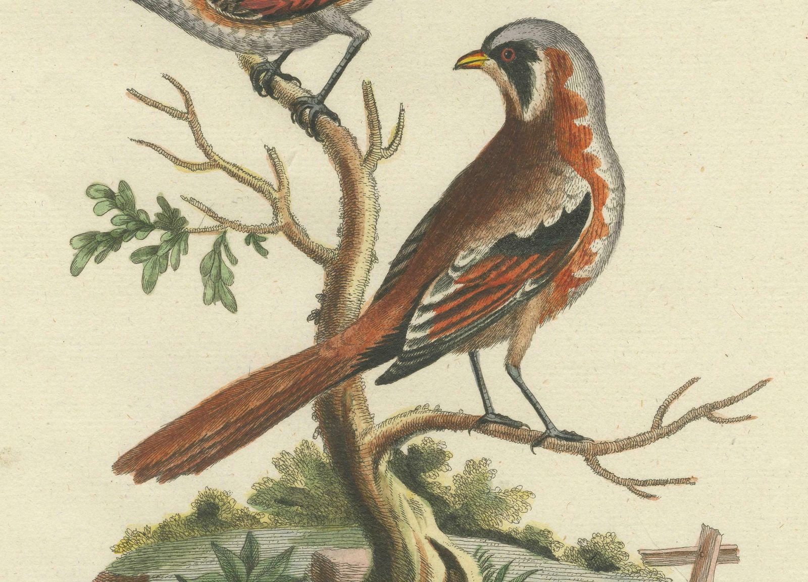 The Lesser Grey Shrike Bird In A Hand Colored Engraving, 1749 photo Art