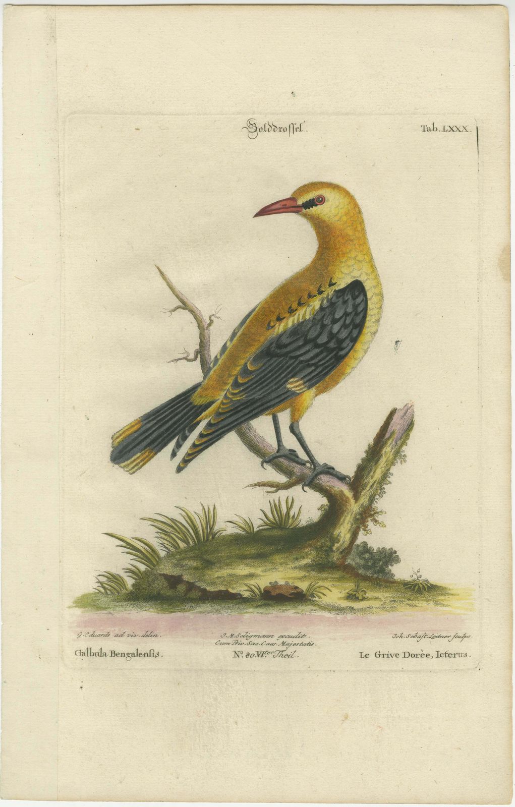 Regal Golden Thrush Perched, 18th Century Seligmann's Rare Bird Series, 1749