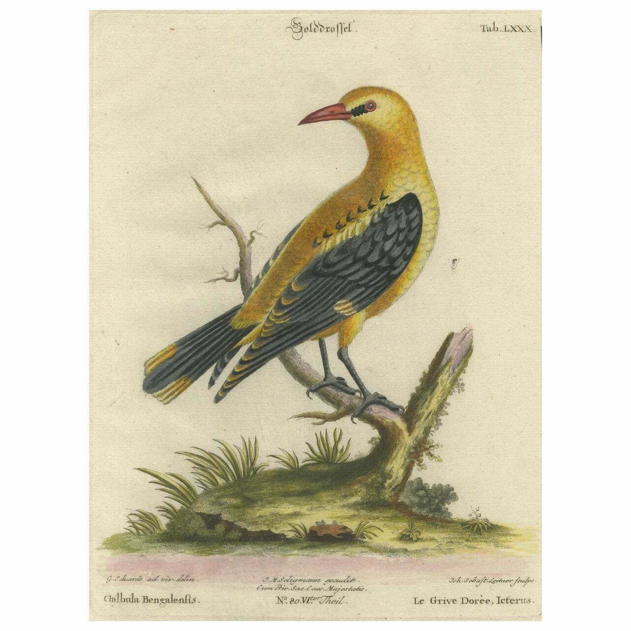 Regal Golden Thrush Perched, 18th Century Seligmann's Rare Bird Series, 1749 photo vinterior